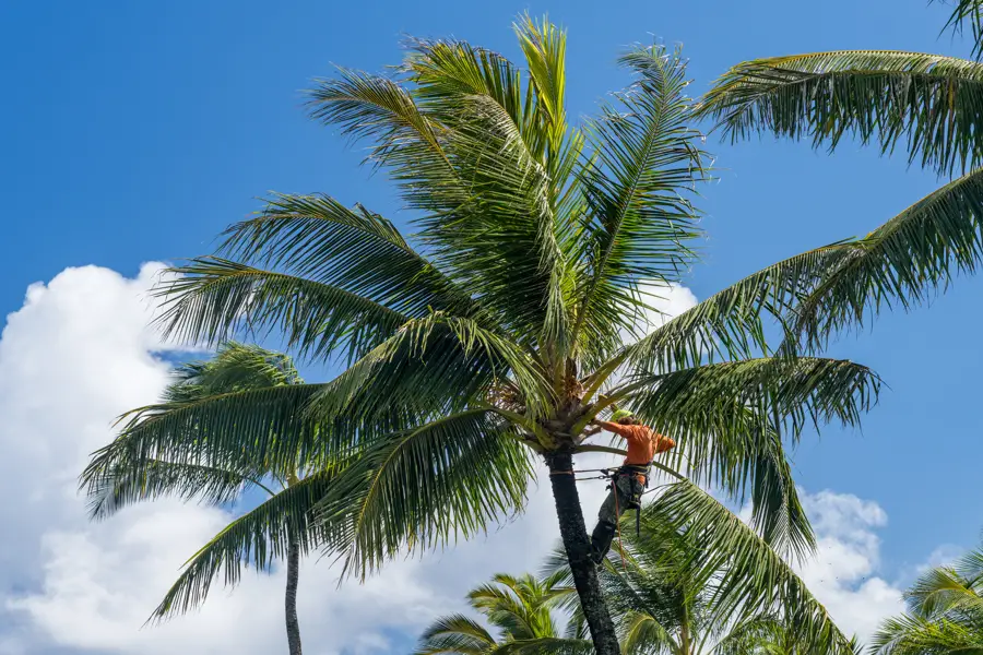 Reliable Palm Trimming Palm Trimming