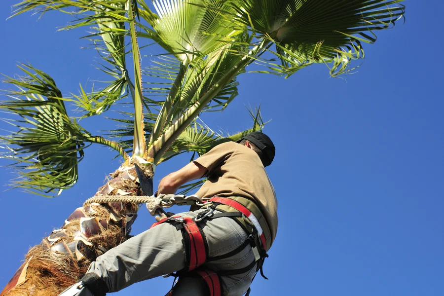 Reliable Palm Removal Palm Removal