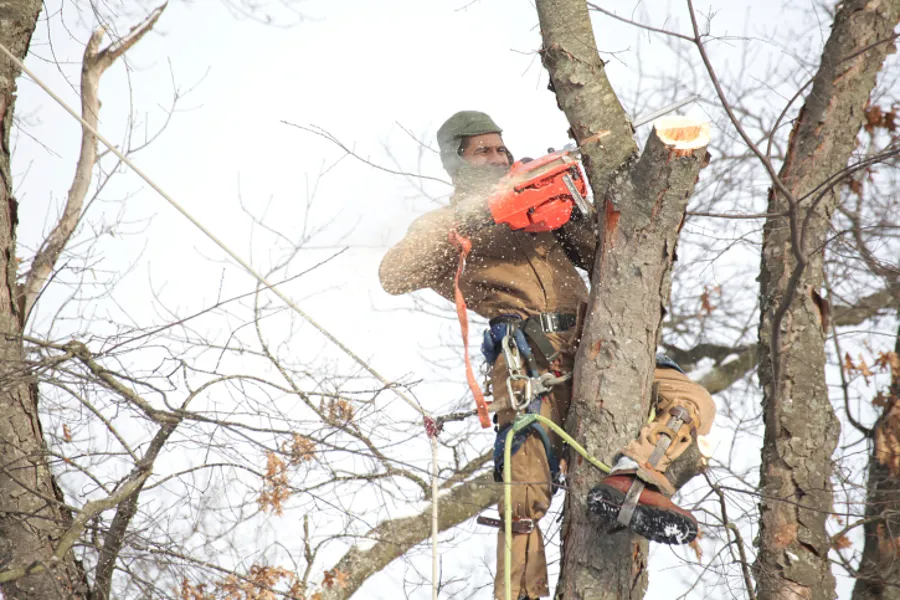 Reliable Tree Removal Tree Removal