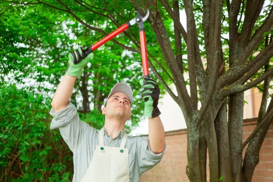 Reliable Tree Services Tree Services