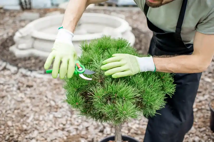 Reliable Tree Trimming Tree Trimming