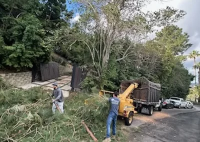 Affordable Tree Removal Service