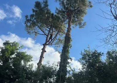 Affordable Tree Removal Service
