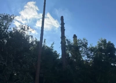 Affordable Tree Removal Service