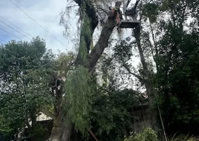 Affordable Tree Removal Service