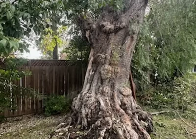 Affordable Tree Removal Service