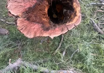 Affordable Tree Removal Service